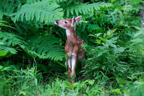 White-tailed deer