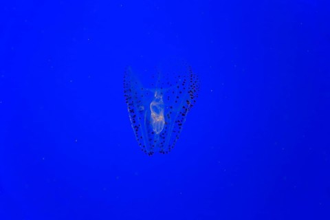 Spotted Comb Jelly