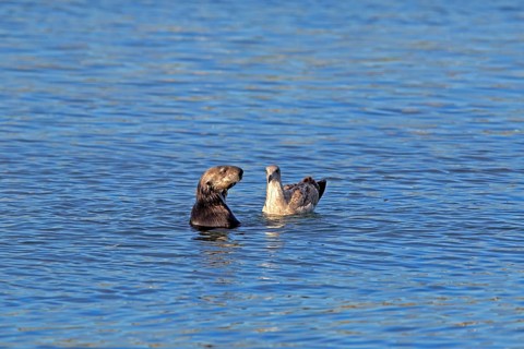 Sea Otter