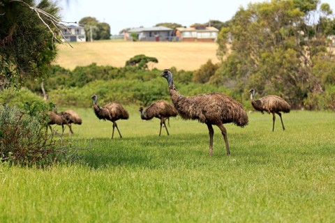 Emu