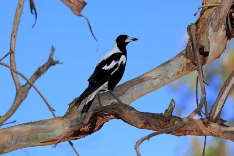 Australian Magpie