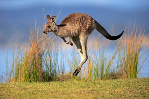 Eastern grey kangaroo