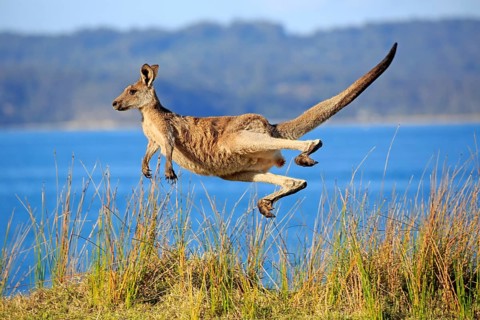 Eastern grey kangaroo