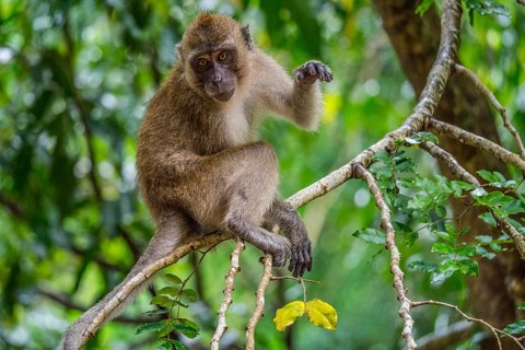 Long-tailed macaque