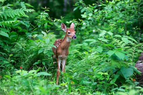 White-tailed deer