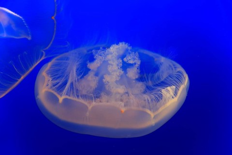 Moon Jelly