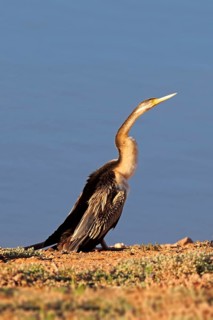Australasian darter