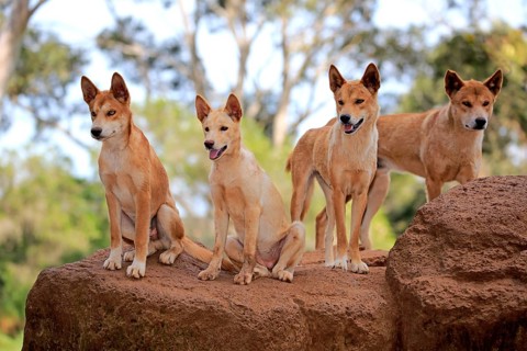 Dingo