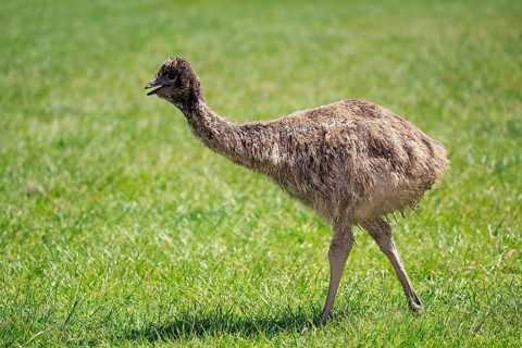Emu