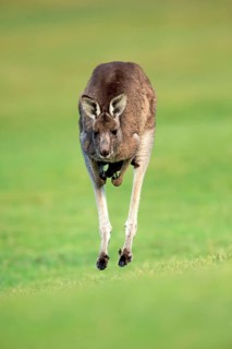 Eastern grey kangaroo
