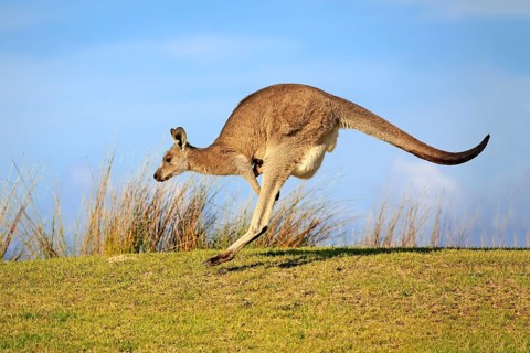 Eastern grey kangaroo