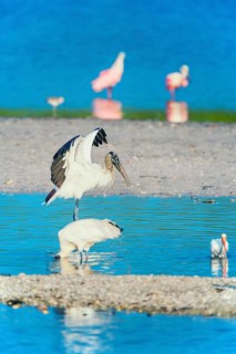 Wood Stork