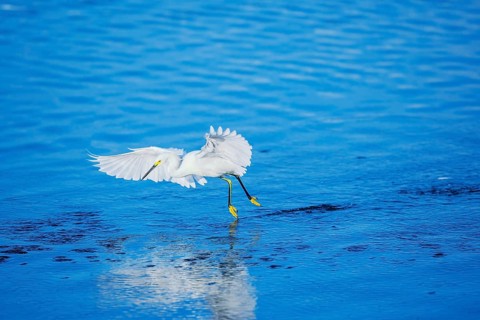 Snowy Egret