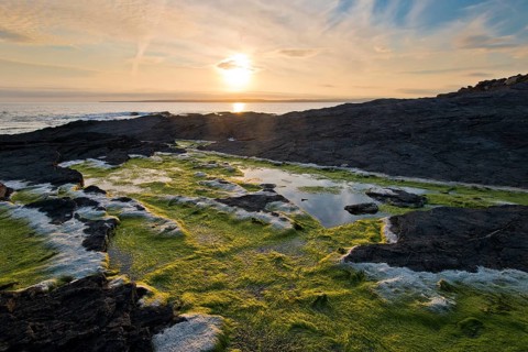 Reflection in the algae at Hook Head Lighthouse