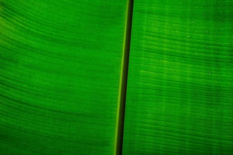 Banana leaf