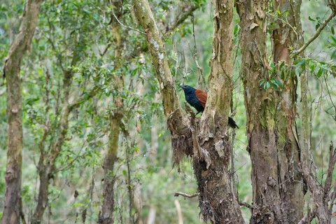 Greater Coucal