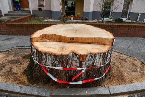 Fallen tree