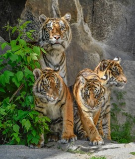 Sumatran tigress Mayang and cubs