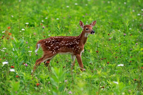White-tailed deer