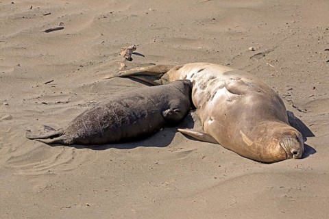 Northern Elephant Seal