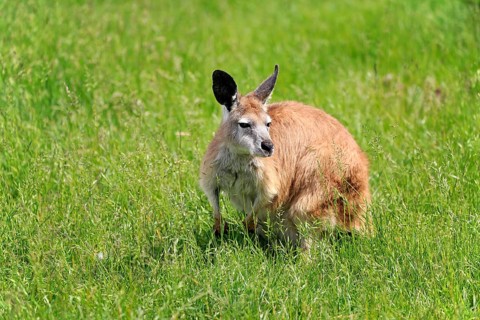 Eastern wallaroo