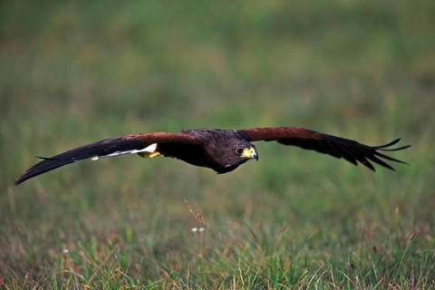 Harris' Hawk