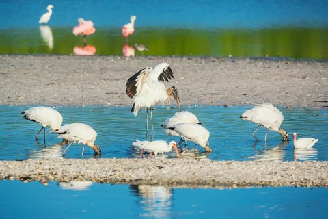 Wood Stork