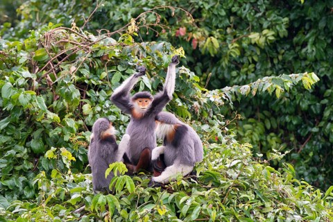Three red-legged dress monkeys