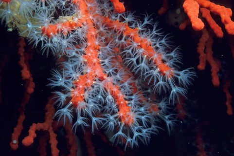 Red coral
