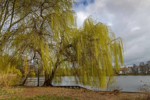 Weeping willow