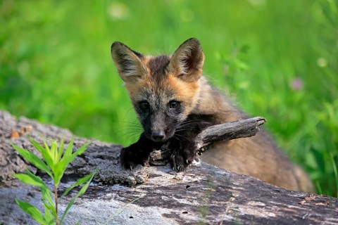 Eastern american red fox