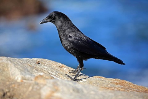 American Crow