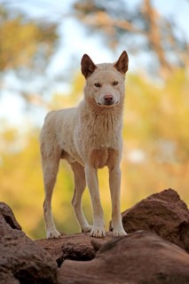 Dingo