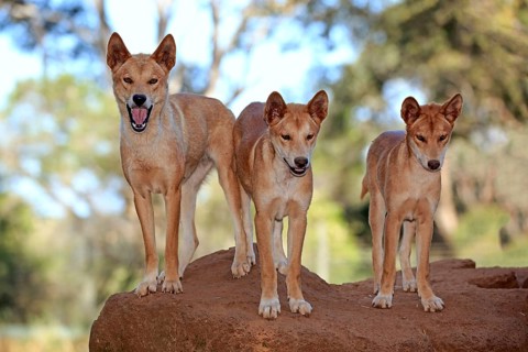 Dingo