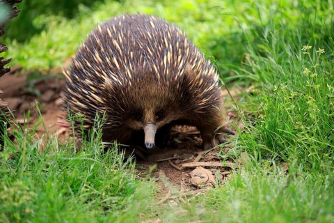 Short-beaked Echidna