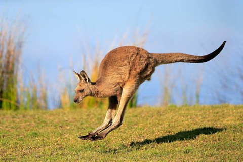 Eastern grey kangaroo