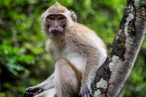 Long-tailed macaque