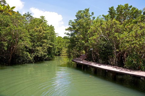 Mangrove trail in Tha Pom Khlong Song Nam nature park