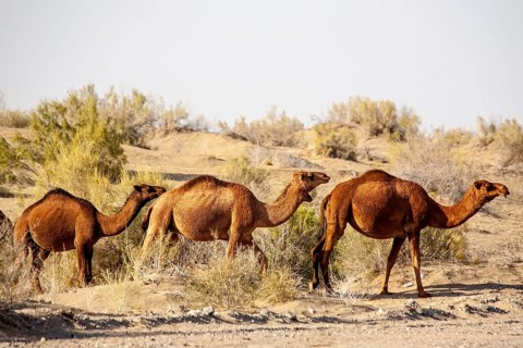 Dromedaries