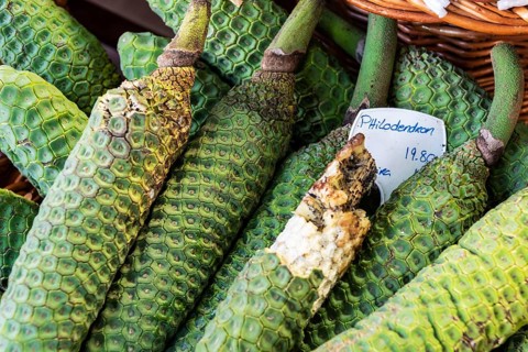 Philodendron fruit