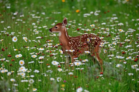 White-tailed deer