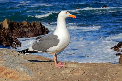 Western Gull