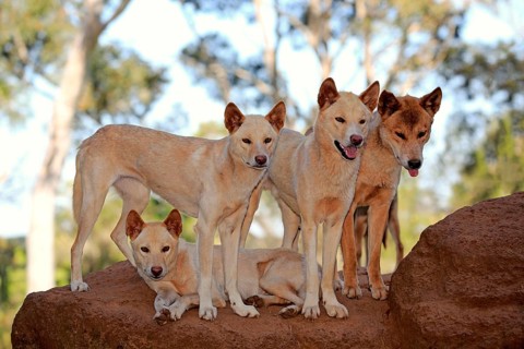 Dingo