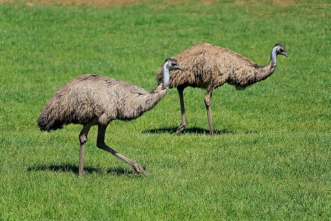 Emu