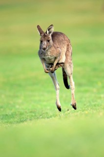 Eastern grey kangaroo