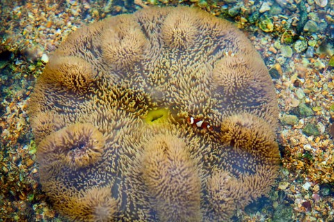 coral