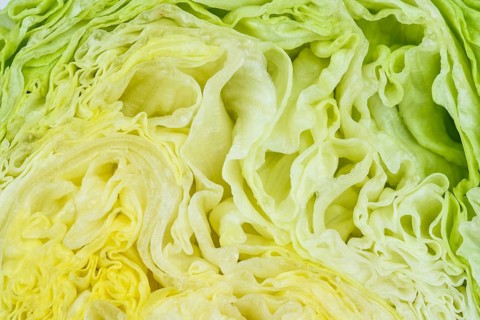 Butterhead lettuce