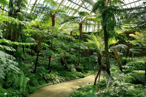 Fern House