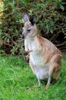 Eastern wallaroo