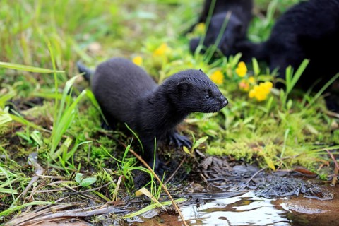 American Mink